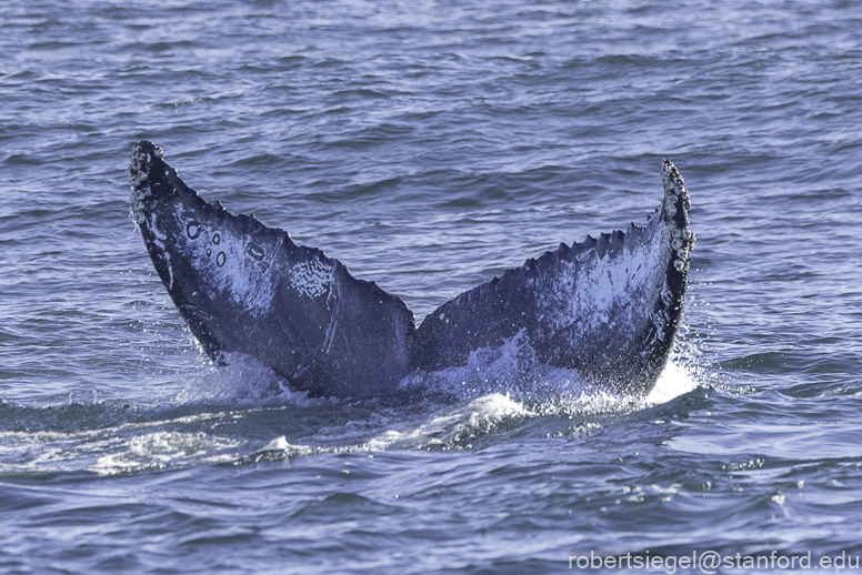 Monterey Bay whale watching